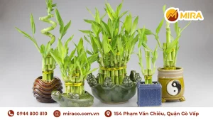 Cây xanh phong thủy văn phòng làm việc